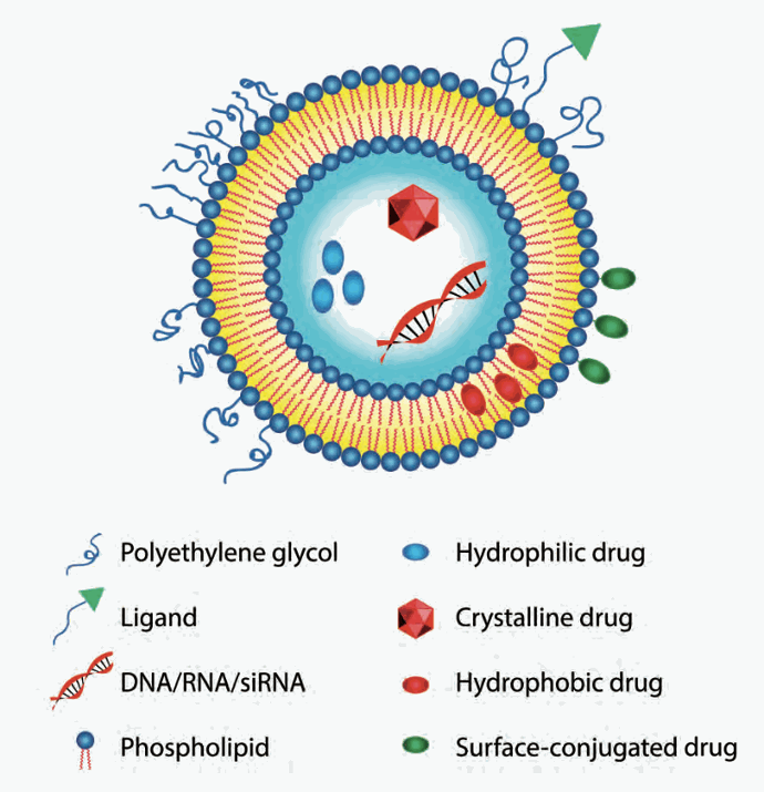 LIPOSOME