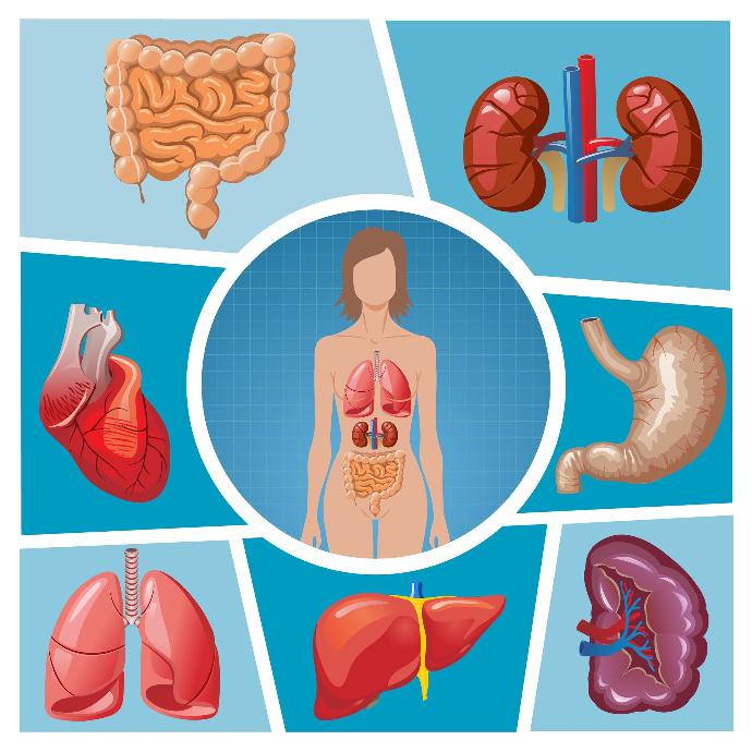 organes spécifiques à l'élimination