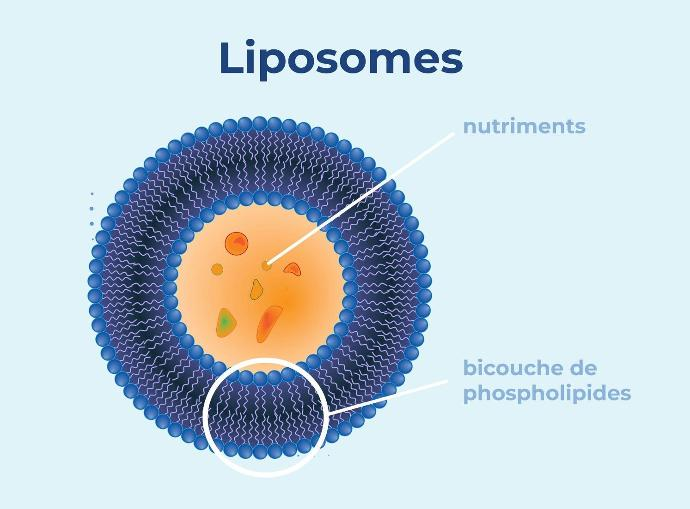 Schéma coupe liposome