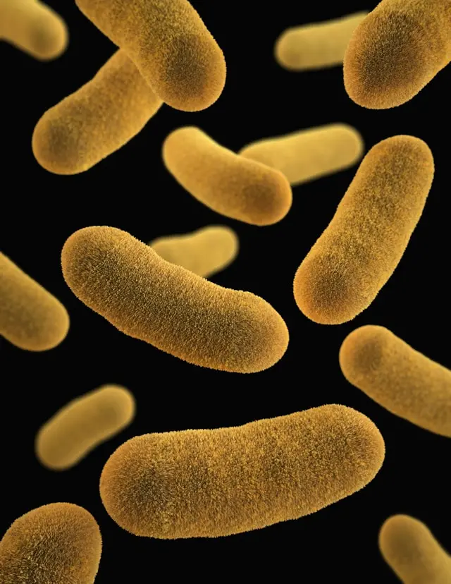 Vue 3D bactéries jaunes microbiote sur fond noir