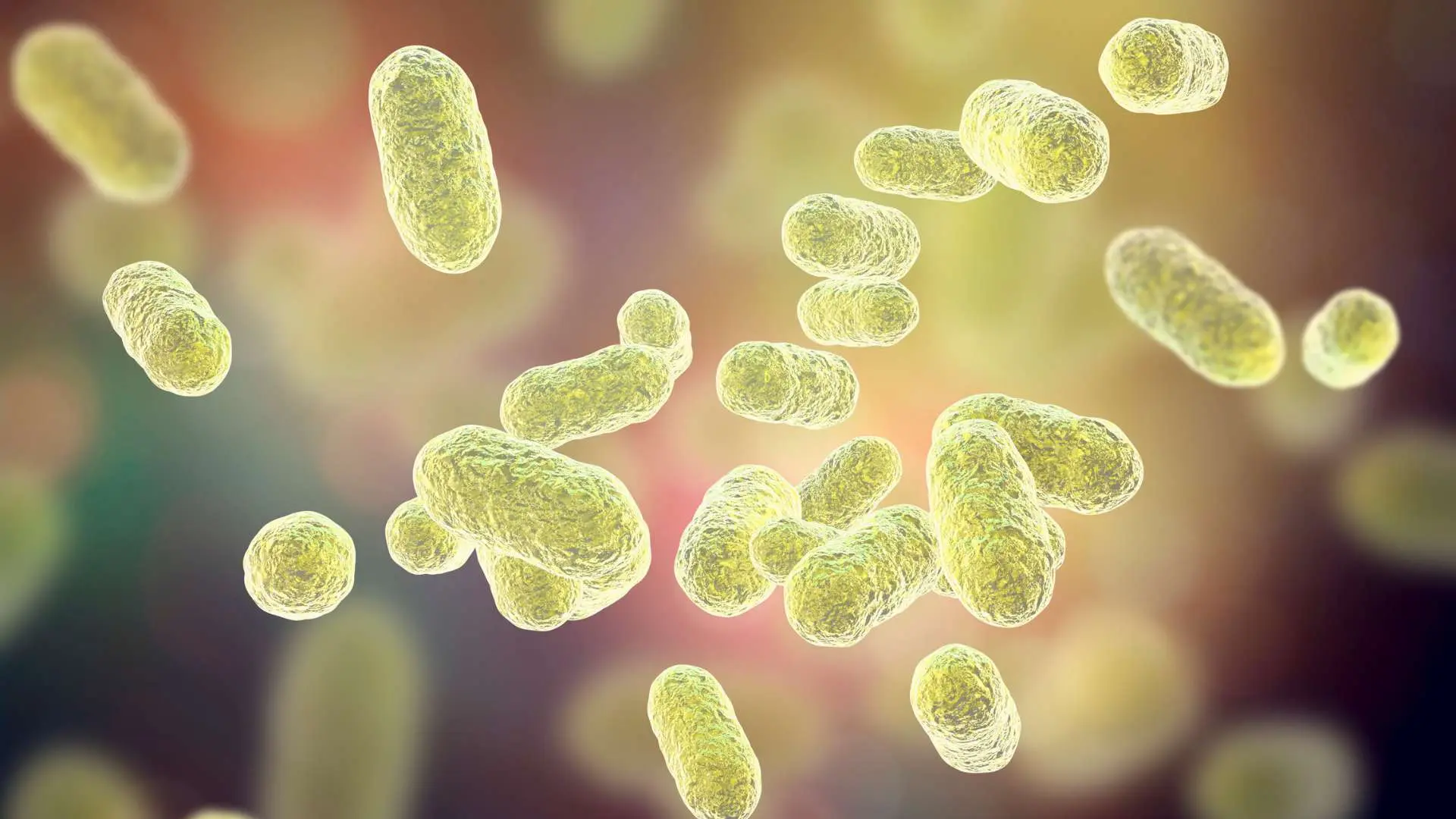 Vue 3D bactéries jaunes microbiote intestinal