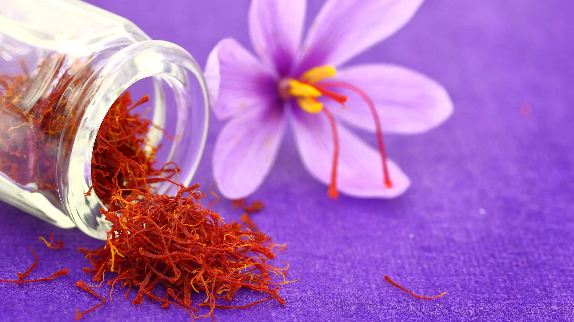 Safran séché rouge qui sort d'un flacon transparent avec fleur de safran violette à côté sur surface violette