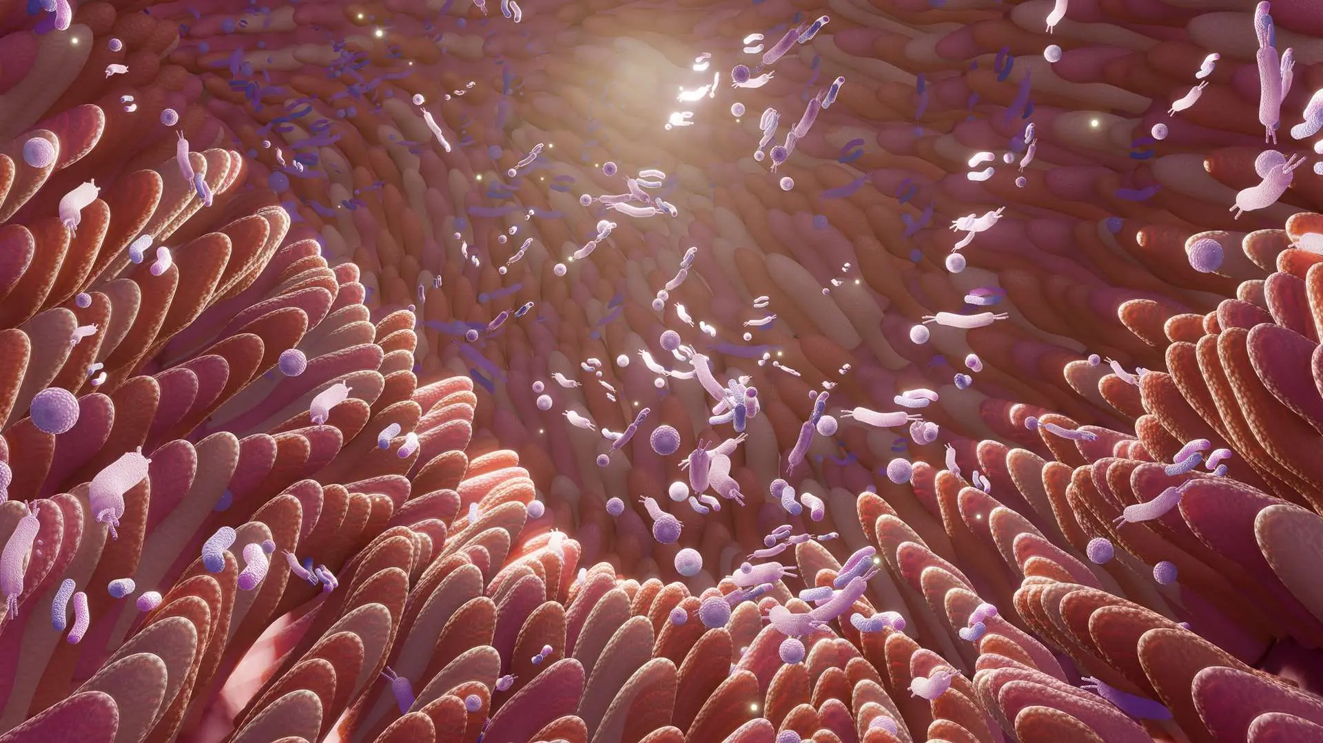 Vue 3d microbiote